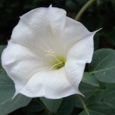 Sacred Datura